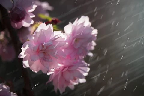 Delicate cherry blossoms on the rain. Stock Photos