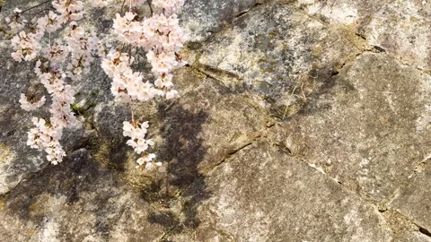 Delicate cherry blossoms sway gently in breeze over textured ancient stone .. Stock Footage 333301975