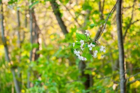 Delicate cherry blossoms in verdant spring forest setting with soft sunligh.. Stock Photos