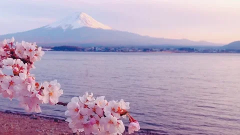Delicate Cherry Blossoms: White and Pink Sakura Stock Footage 343657774
