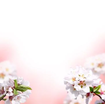 Delicate cherry tree branches with blooming flowers.Beautiful cherry blosso.. Foto stock