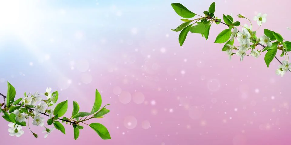 Delicate cherry tree branches with blooming flowers.Beautiful cherry blosso.. Stock Photos