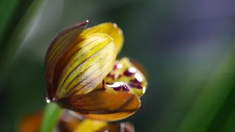 Delicate Chinese Orchid Stock Footage 332068924