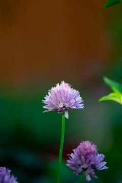 Delicate Chive Bloom Stock Photos