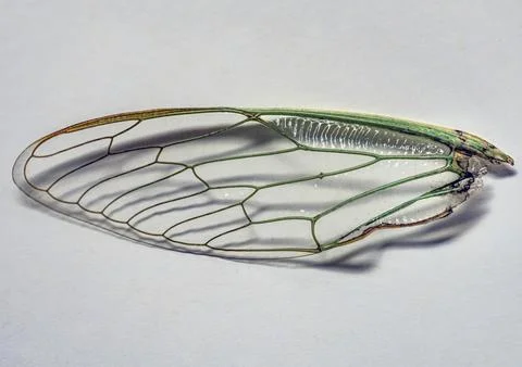 Delicate Cicada Wing in Macro New South Wales Stock Photos