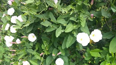 A delicate climbing plant with small white flowers grows on the side of the road 스톡 동영상 332009863