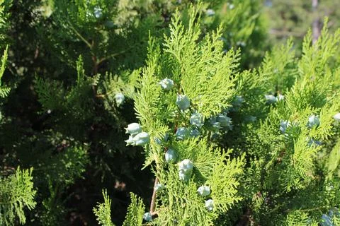 Delicate Close-Up of a Flowering Plant with Tiny Blossoms Stock Photos