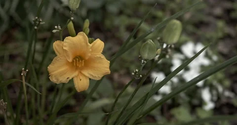 Delicate, close-up, yellow day Lilly blossom sways gently in breeze Stock Footage 137928795