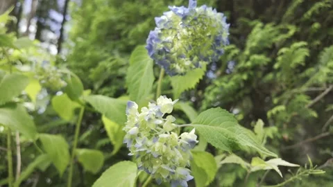 A Delicate Cluster of Blue Flowers Stock Footage 321951160