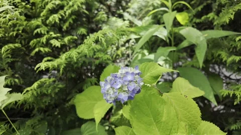 A Delicate Cluster of Flowers Stock Footage 321951392