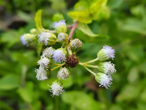 Delicate cluster of small white and purple flowers in soft focus Stock Photos