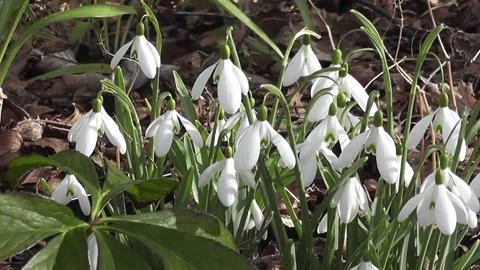 Delicate Cluster of Snowdrop Flowers in Early Spring Sunlight Stock Footage 302300145