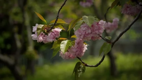 Delicate Clusters of Double Pink Cherry Blossoms Hanging Under a Spring C Vidéo 332786981