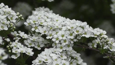 Delicate Clusters of White Spirea Blossoms in Full Bloom Stock Footage 302299794