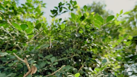 Delicate Cobweb Among Green Foliage Stock Footage 324794015