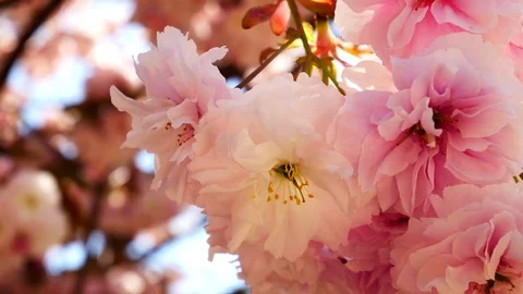 Delicate color cherry blossom: 스톡 동영상 80149259