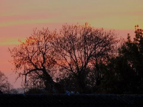 Delicate colours as the sun sets behind trees. Stock Photos