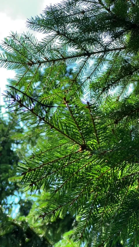 Delicate conifer branch against blue sky with soft breeze and sunshine for .. Stock-Footage 345089869