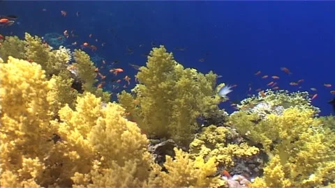 Delicate Coral in Shifting Currents Stock Footage 300166434