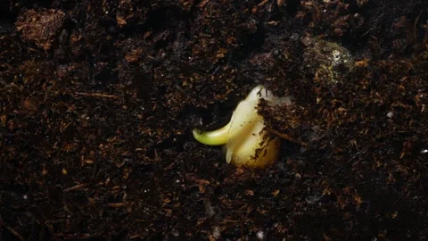 Delicate corn microgreen shoots sprouting through soil exemplify sustainable 库存影片 343947752