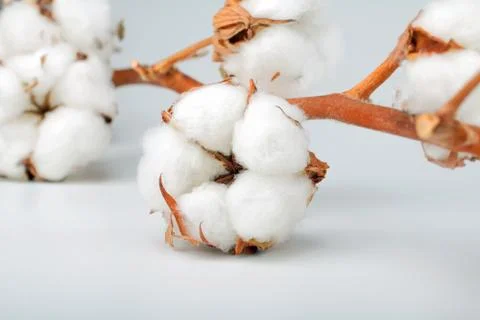 Delicate cotton branch background. Stock Photos