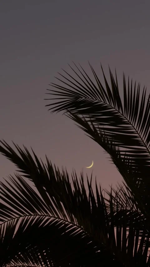 A Delicate Crescent Moon Rises Above Silhouetted Palm Leaves, Casting a Serene Stock Footage 334643240