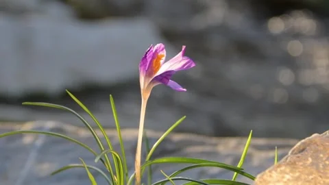 Delicate crocus blossoms against the background of stones by the stream, symboli Stock Footage 303753676