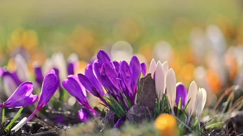 Delicate crocus flowers blooming in spring sunlight, serene nature background Stock Footage 326831331