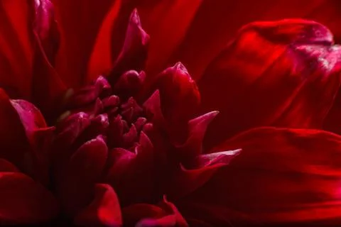 Delicate Dahlia petals in sunlight, close-up image Stock Photos