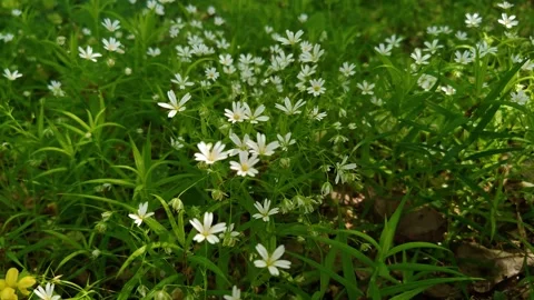 Delicate daisies in the field 動画素材 334853200