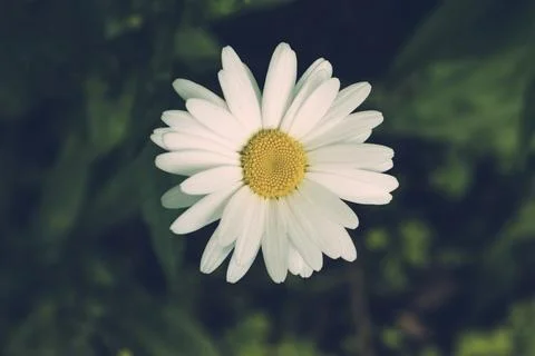 Delicate Daisy Delight Stock Photos