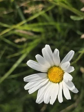 Delicate Daisy Flower in Spring Meadow Foto stock