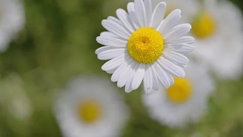 Delicate daisy flower swaying on a windy spring day, surrounded by a lush field. Stock Footage 295946951