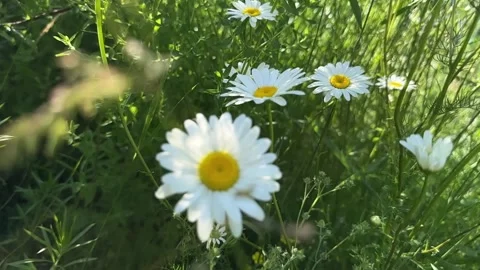 Delicate daisy flowers glowing under summer sunlight. Chamomile blossoms an.. Stock Footage 341513626