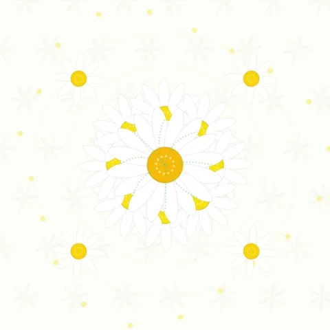 Delicate Daisy Flowers Pattern Animation, Gentle White Petals, Yellow Cente.. Stock Footage 346285046
