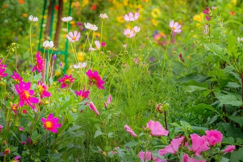 Delicate daisy flowers pattern in a bloom, Giverny gardens at springtime, France 스톡 사진
