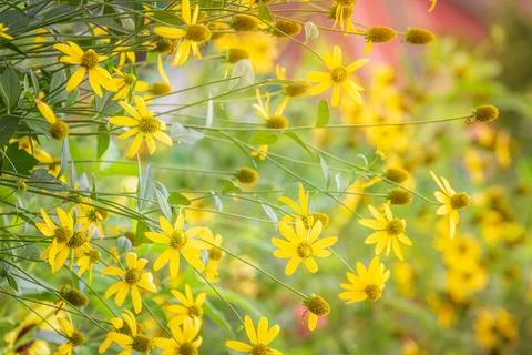 Delicate daisy flowers pattern in a bloom, Giverny gardens at springtime, France 스톡 사진