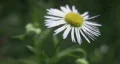 Delicate daisy. HD Footage