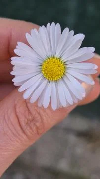 A delicate daisy is gently held between fingers Stock Photos