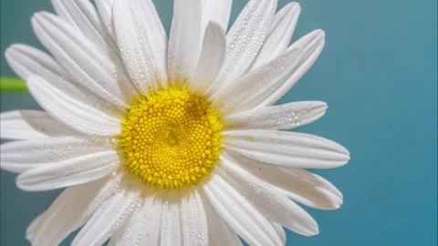 Delicate Daisy Slightly Tilted Against Calm Background  Stock Footage 331290908