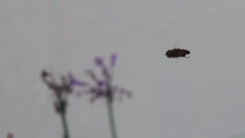 The Delicate Dance: A Bee's Flight, Captured in Incredible 4K Stock Footage 307771892