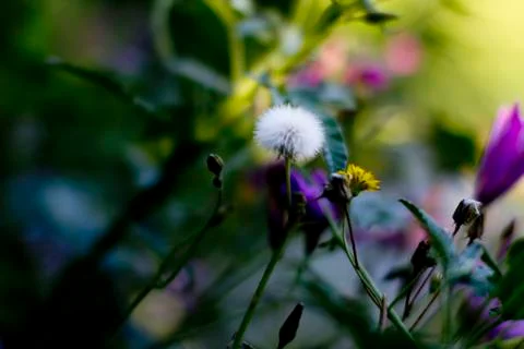 Delicate dandelion clock in a meadow Stock Photos