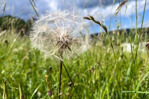 Delicate Dandelion in a Meadow Фото