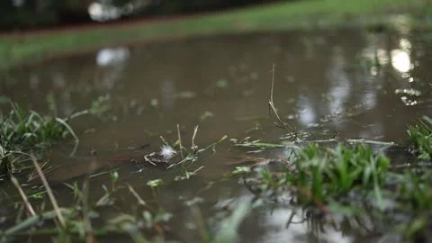 Delicate dandelion seed falling into a puddle in a park Stockbeeldmateriaal 336519142
