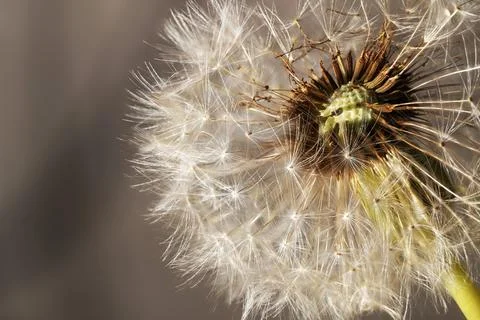 Delicate Dandelion Seed Head Macro Closeup Stock Photos