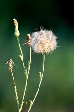 A delicate dandelion seed head with a spider web against a soft blurred gre.. Stock Photos