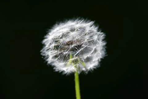 Delicate dandelion seedhead captured in macro view against dark background with Stock-Fotos