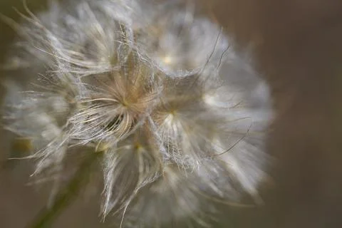 Delicate Dandelion Seeds Macro with Soft Natural Light Stock Photos