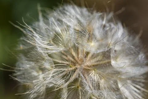 Delicate Dandelion Seeds Macro with Soft Natural Light Stock Photos