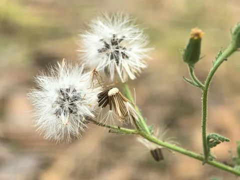 Delicate dandelion seeds ready to dance in the gentle breeze Stock Photos